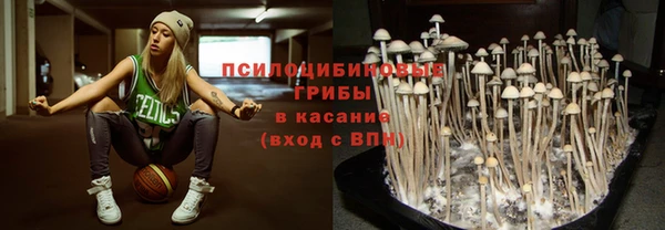 прущие грибы Михайловка